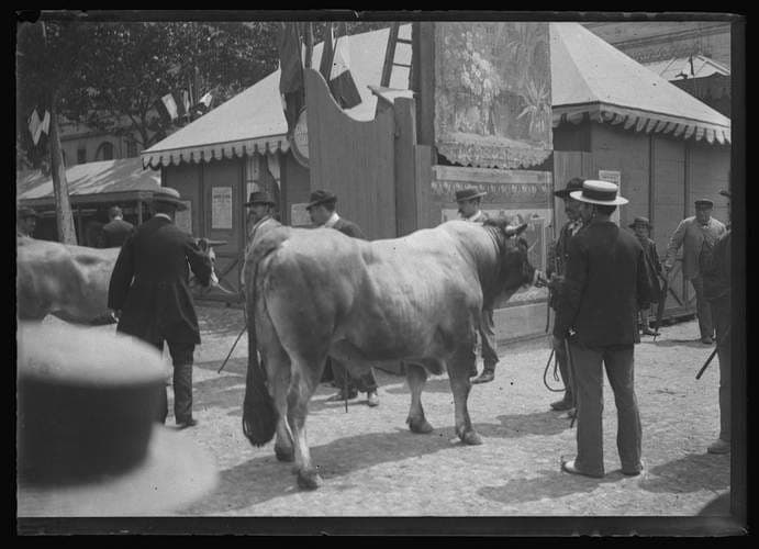 Entrée des animaux au Concours régional agricole, carrefour des allées Paul-Feuga et Jules-Guesde, le 15 mai 1895.