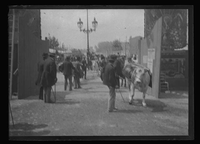 Réception des animaux au Concours régional agricole, carrefour des allées Paul-Feuga et Jules-Guesde, le 15 mai 1895.